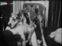 Dog banging and fucking a slut's pussy